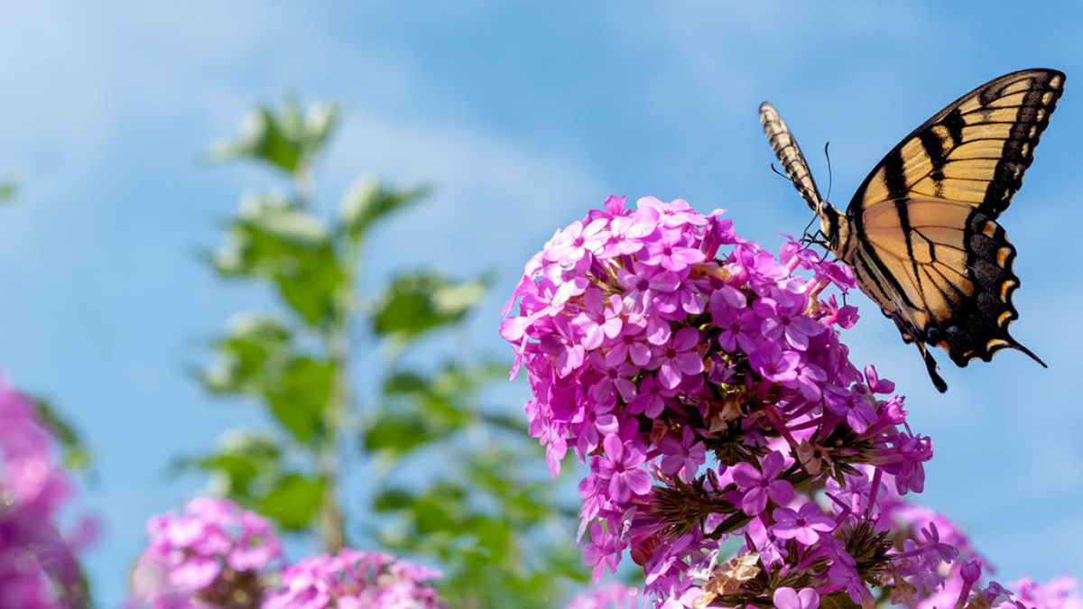 Butterflies & Blooms at Chicago Botanic Gardens
